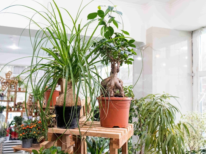 Natural Pest Control Through Strategic Planting: Creating a Balanced Garden Ecosystem
