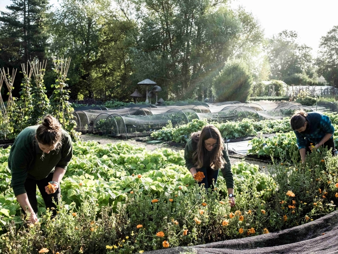 Edible Landscaping: Combining Beauty with Functionality in Your Sustainable Garden